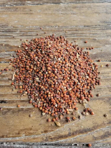 Ernst Grain & Livestock Milo, sorgo rojo, sin OMG, perfecto para cultivadores de hongos, 25 libras