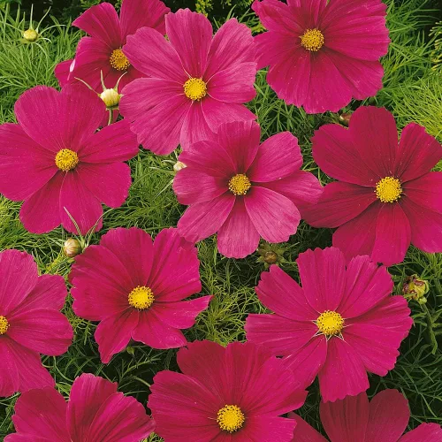Miniatura 7 de Outsidepride Sonata Carmine Cosmos Bipinnatus Seeds – 50 piezas anuales, fáciles de cultivar y tolerantes a la sequía, semillas de flores