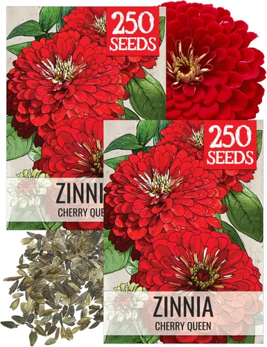 Miniatura 13 de Seed Needs California Giants - Semillas de zinnia – 250 semillas tradicionales para plantar Zinnia elegans – Cultiva flores anuales polinizadas