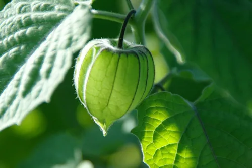 Miniatura 3 de Vegetal Cape Gooseberry Goldenberry Green Physalis - 150 Semillas