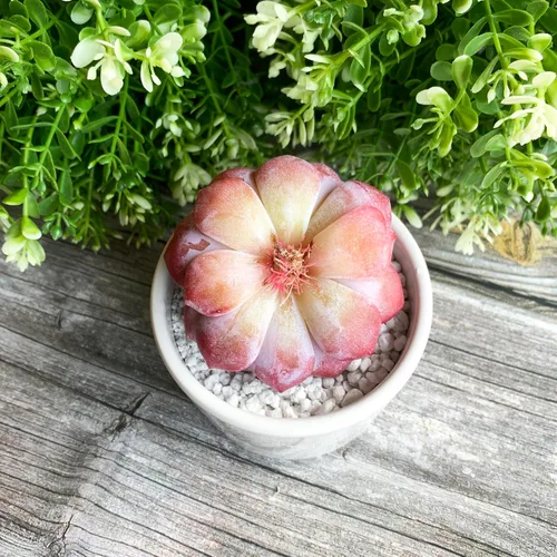 Miniatura 9 de Generic Echeveria - Plantas suculentas vivas raras de peonía rosa, 1 cabeza de 3 pulgadas, color rojo, raíz desnuda sin maceta y tierra, 1/3/7
