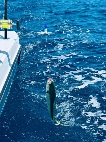 Miniatura 6 de Lobo Lures Micro-Typhoon UV 5 "Mahi Tuna Ahi Señuelo Trolling Señuelo Big Game Azul Lumo Glow