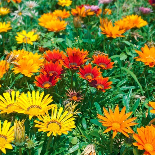 New Day Series Gazania Flower Garden Seeds - Mezcla - 100 semillas - Semillas anuales de jardinería de flores - Gazania splendens