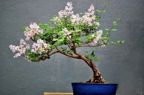 Semillas de árbol bonsái Pink Lilac | Más de 30 semillas | Muy apreciadas para bonsái, impresionantes flores rosadas