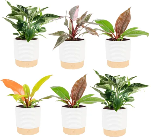 Miniatura 14 de Costa Farms - Philodendron birkin, planta de interior viva, 14 pulgadas de alto, maceta decorativa blanca, colección Trending Tropicals