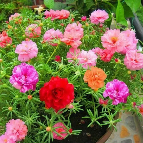 Miniatura 4 de 10000 semillas de rosa de musgo Portulaca para plantar, flores de color mixto de bajo mantenimiento, ideales para áreas cálidas y secas