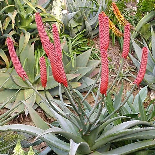 Aloe Cola de Gato (Aloe Castanea) - Paquete de 10 Semillas