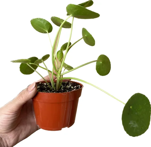 Miniatura 4 de Planta viva de dinero chino – Planta viva Pilea peperomioides Planta de interior de fácil cuidado Purificadora de aire Maceta de 4 y 6