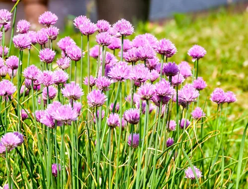 Miniatura 9 de Semillas de cebollino más de 100 semillas para cultivar Allium Schoenoprasum para plantar en primavera u otoño