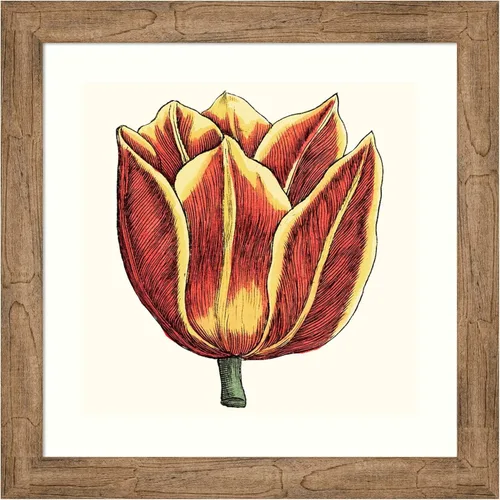 Amanti Art Framed Wall Art Print 24x24 Tulip Garden IV by Vision Studio, Flowers Wall Art, Vintage Decor, Medium Poster Painting Artwork for Living
