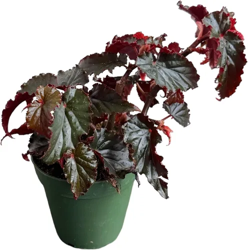 Miniatura 3 de Begonia Black Magic, Begonia Rex, maceta de 4 pulgadas, planta viva muy única y fácil de cuidar