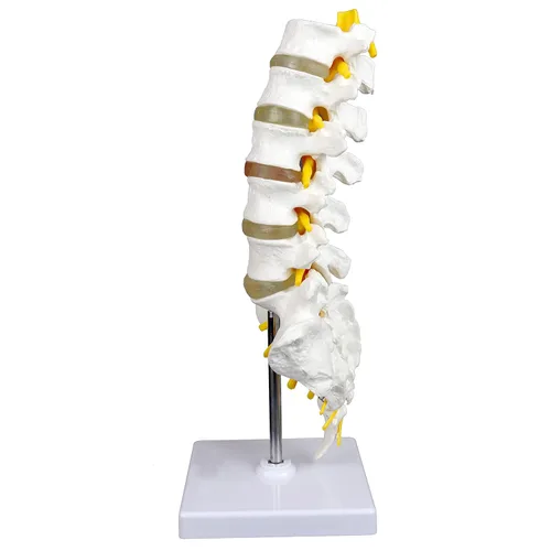 Miniatura 2 de Columna vertebral lumbar articulada de grado médico VAV262 Cuenta con 5 lumbares/vértebras con discos intervertebrales, nervios lumbares y médula