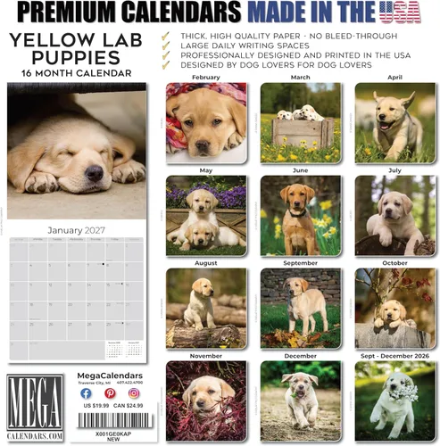 Miniatura 7 de Calendario amarillo 2025 2026 de Labrador Pups – Calendario mensual de pared de raza de perro – 12" x 24" abierto – Papel grueso anti-traspaso