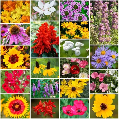 Miniatura 4 de Cultiva tu propia mezcla vibrante de semillas de jardín de flores silvestres anuales y perennes, variedades para polinizadores y jardines de Mezcla