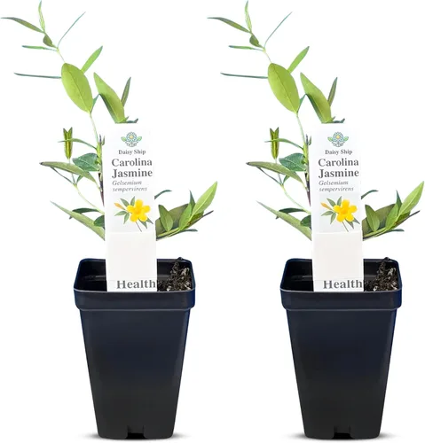 Miniatura 43 de Hibisco Rosa. rosa-sinensis. Planta Viva - Hibisco Tropical Floreciente, Flores Bonitas, Usado en Té y Jugo (2 Plantas de Hibisco Rosa)