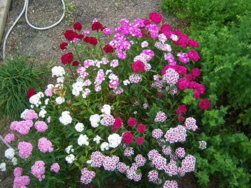 Miniatura 3 de 100 Wee Willie Dwarf Sweet William - Semillas de flores de Dianthus Barbatus