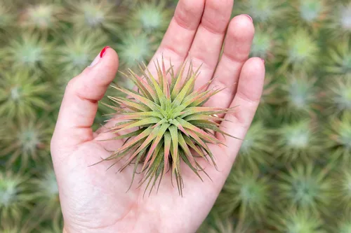 Miniatura 4 de Plantas Aéreas Ionantha Mexicanas - Los colores y la forma varían debido a la estacionalidad - Plantas Suculentas Tillandsia Vivas para Casa