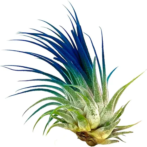 Miniatura 3 de ragnaroc Plantas de Aire - Tillandsia Ionantha, Regular 2-3" - 1ct - Color Mejorado Orgánicamente - Llegada Viva Garantizada - Plantas de Casa