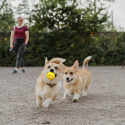 Miniatura 5 de Pelotas para perros indestructibles, de goma sólida para perros masticadores agresivos, de razas grandes, no tóxicas, flotantes y de alta Bolas