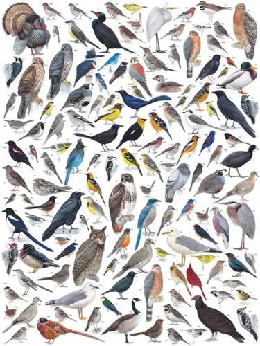Miniatura 2 de New York Puzzle Company - Cornell Lab Birds of Eastern/Central North America - Rompecabezas de 1000 piezas para noches de juego familiares por Pedro