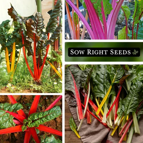 Miniatura 4 de Sow Right Seeds - Semillas de acelga arcoíris para plantar - Paquete de reliquia sin OMG con instrucciones para plantar y cultivar un huerto casero