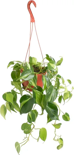 Shop Succulents Brasil Philodenron Heartleaf - Planta colgante de hoja de corazón, planta de interior viva de interior, de fácil cuidado, planta de