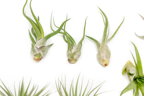 Miniatura 3 de Paquete de 12 plantas de aire clásicas variadas – Plantas suculentas vivas para el hogar – Disponible al por mayor y a granel – Decoración