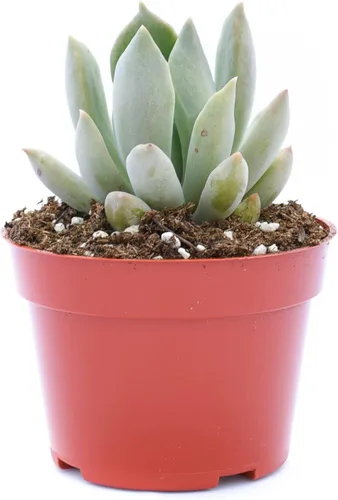 Miniatura 7 de Planta suculenta Echeveria viva - Suculenta Echeveria de 4 pulgadas con raíces completas (Echeveria Marron)
