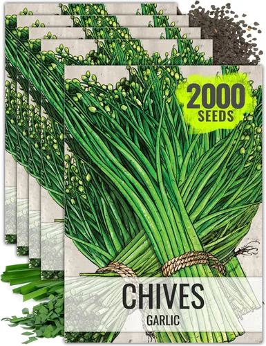 Miniatura 10 de Seed Needs Semillas de cebollino para plantar cebollino común, semillas de hierbas sin OMG y sin tratar para plantar un jardín de hierbas culinarias