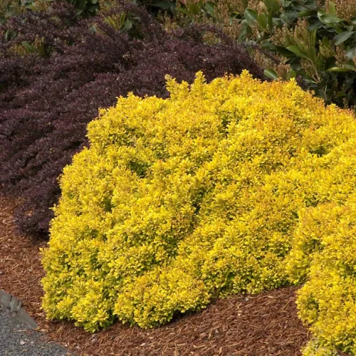 Miniatura 2 de Blooming & Beautiful - Golden Nugget Enano Agracejo Japonés - 3 gal - Monrovia - Arbusto de hoja caduca - Follaje amarillo dorado - Compacto - Zonas