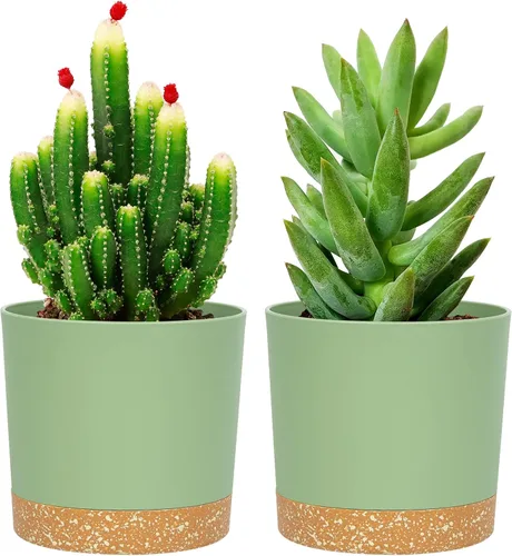 Miniatura 9 de QCQHDU Maceta de 8 pulgadas, paquete de 2 macetas para plantas de interior con agujeros de drenaje y platillo, macetas para exteriores, decoración