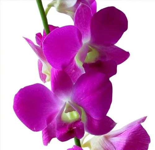 Dendrobium - Plantas hawaianas para orquídeas, 2 unidades, 4-6 pulgadas, de altura enraizada en maceta de 2.5 pulgadas, sin floración, D2