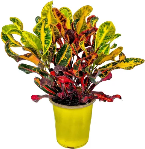 Croton Mammy - Altura total de 16" a 20" - Planta variegada viva - Tropical Plants of Florida (Planta en Maceta de Cultivo)