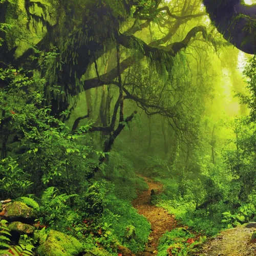 Miniatura 6 de Leofanger Tapiz de bosque brumoso, tapiz de pared de árbol verde natural, paisaje de selva tropical, para colgar en la pared para dormitorio, sala