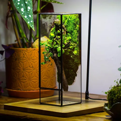 Miniatura 3 de NCYP Terrario de cristal cerrado con puerta, 3.9 x 3.9 x 11.8 pulgadas, maceta rectangular alta para helechos, plantas suculentas, decoración