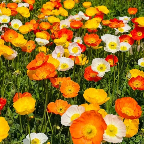 Miniatura 2 de 1000 semillas perennes de amapola de Islandia, fáciles de plantar, flores pastel brillantes y suaves de larga duración para los amantes del jardín