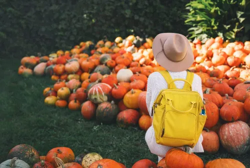 Miniatura 2 de Kit de semillas de parche de calabaza, 30 semillas para cultivar, ganar dinero vendiendo calabazas y calabazas, una bolsa de semillas mixtas