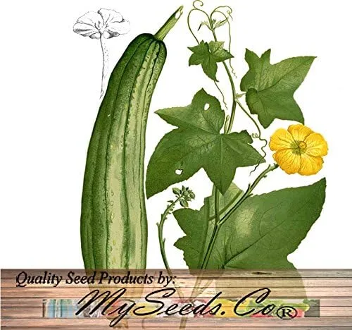 Miniatura 4 de Paquete grande – (100) semillas de luffa Luffa Cylindrica – Paño de cocina o frutas de calabaza Luffa crecen hasta aproximadamente 2 pies – Semillas