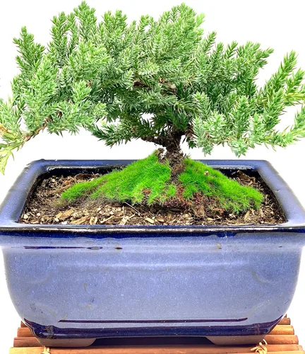 Miniatura 3 de Árbol de enebro enano bonsái vivo de 7 años con soporte de bambú hecho a mano Árbol de enebro o jade bonsái Interior/Exterior 100% hecho a