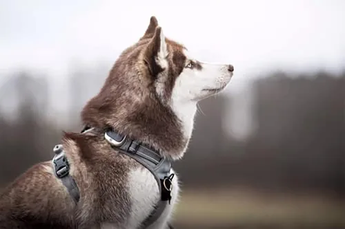 Miniatura 5 de TRUE LOVE Arnés Ajustable Sin Tirones para Perro Chaleco Reflectante para Cachorro Arneses Control Cómodo Colores Brillantes Truelove Gris