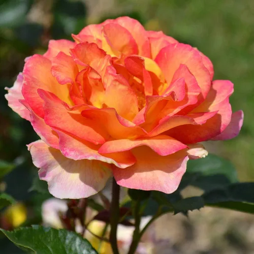 Rosas de reliquia Grandiflora, Planta de raíz propia viva para jardín al aire libre, La Parisienne™, ligeramente fragantes, Zonas de rusticidad: