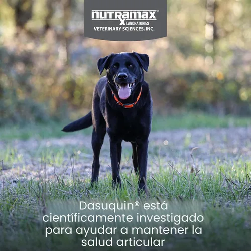 Miniatura 2 de Nutramax Dasuquin para perros grandes, suplemento de salud articular, contiene glucosamina para perros, además de condroitina, ASU y más, apoya
