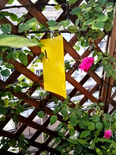 Miniatura 6 de Trapro trampas adhesivas amarillas para insectos voladores, para mosquitos de los hongos, áfidos, moscas blancas, minadores, arañuelas y otros