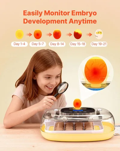 Miniatura 5 de VEVOR Incubadora de 24 huevos, volteador automático de huevos con vela LED, control de temperatura y humedad, ventana transparente de 360°