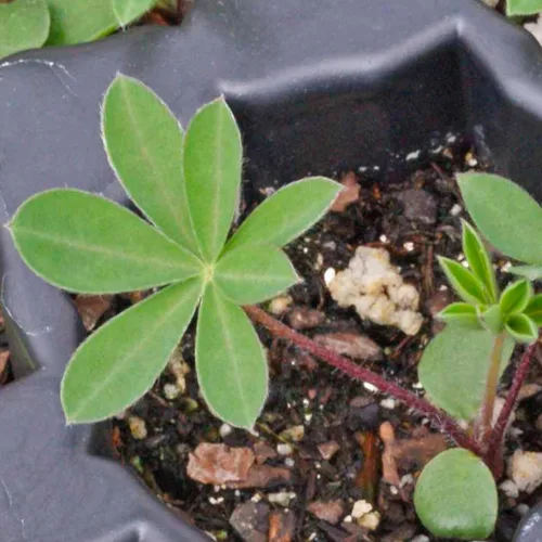 Miniatura 7 de Seed Needs Semillas silvestres perennes de altramuces para plantar reliquias y flores polinizadas abiertas, flores atractivas perfectas para un