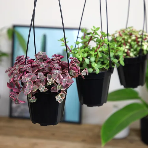 Miniatura 2 de Altman Plants Suculentas colgantes (paquete de 3) en cestas colgantes de 3.5 pulgadas para plantas, cadena de perlas, calico gatito crassus