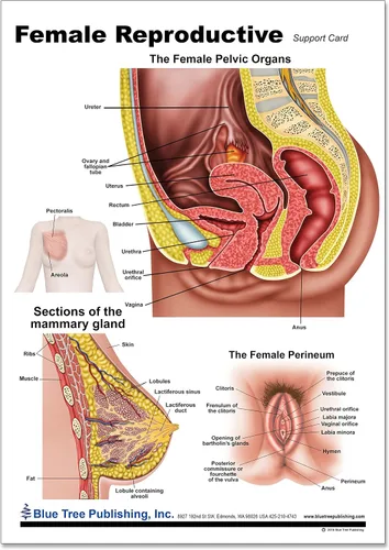 Miniatura 2 de Salud de la mujer (tabla reproductiva)