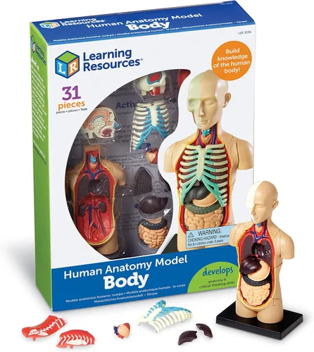 Modelo de cuerpo humano, de la marca Learning Resources, Multicolor