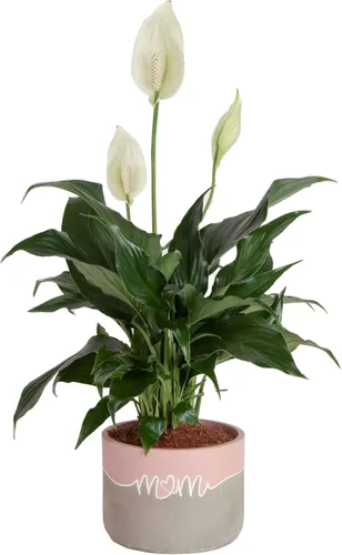 Miniatura 14 de Costa Farms Peace Lily - Planta viva en maceta decorativa, planta de interior purificadora de aire, perfecta para decoración del hogar, habitación u