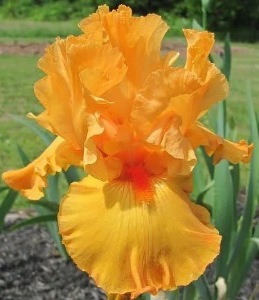 Hermosas plantas perennes florecientes, iris que reflorecen, iris barbudo, naranja, brillo de campo de borde, raíz, planta, grandes cabezas de